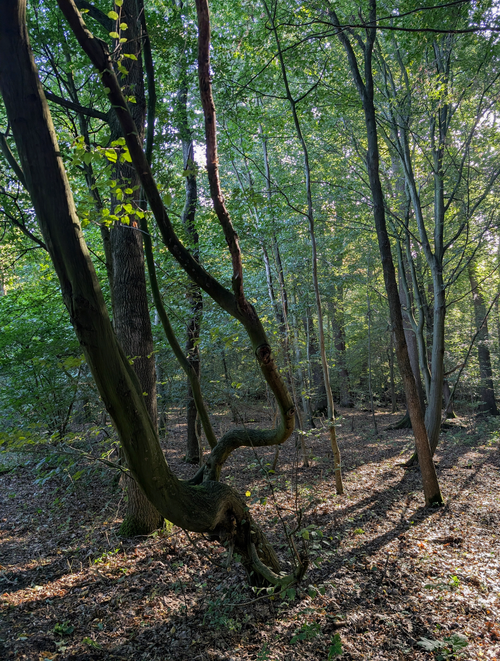 Free A tranquil forest scene showcasing sunlight filtering through trees with intricate branches. Stock Photo