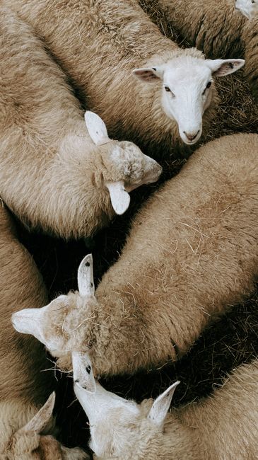 Aerial view of a group of sheep with wooly coats in a field in Germany.