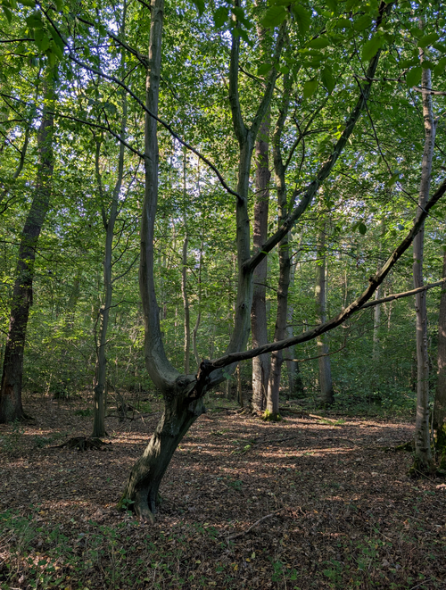 Free Tranquil forest scene with abundant green foliage and sunlight filtering through trees. Stock Photo