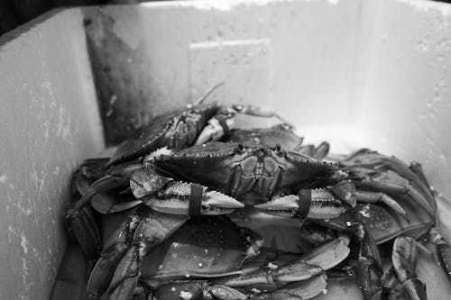 Black And White Photo Of Crabs
