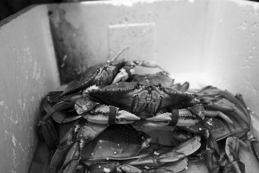 Monochrome image showing a group of crabs tightly packed together in a box, emphasizing texture and detail.