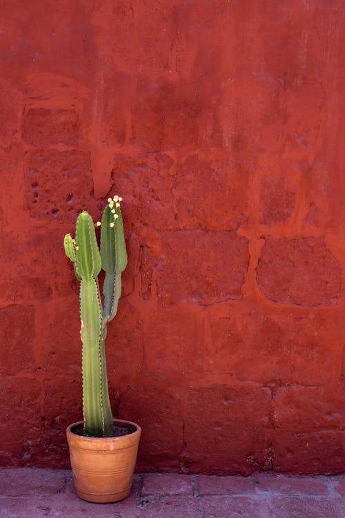 Foto stok gratis berduri, flora, kaktus