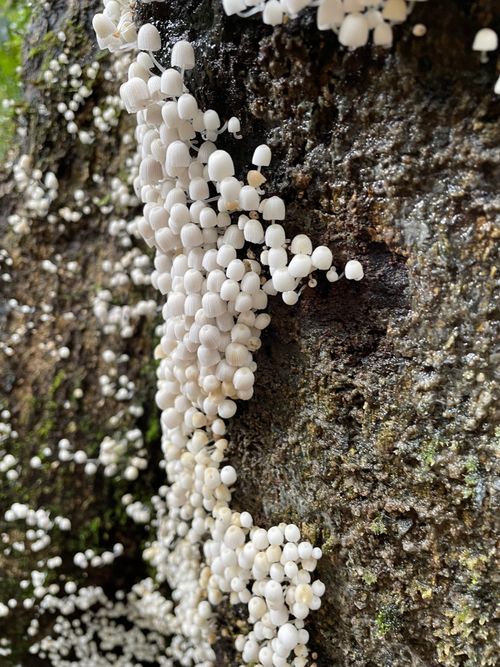 Free Close-up of delicate white mushrooms growing on moist rock surface in natural setting. Stock Photo