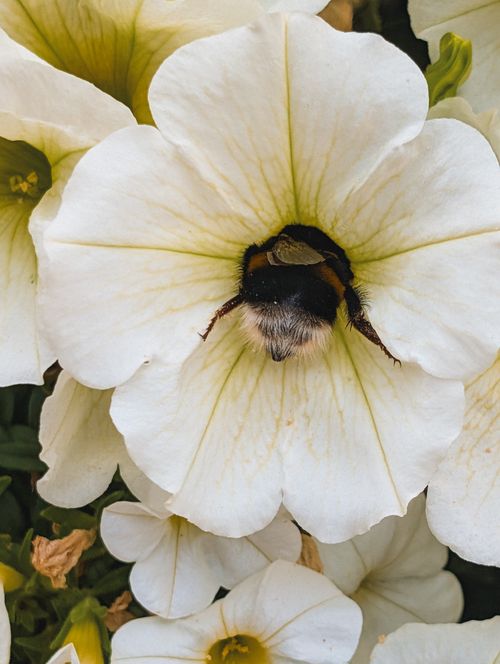 Free Close-up of a bumblebee on a white petunia, showcasing nature's beauty in Karlovy Vary, Czechia. Stock Photo