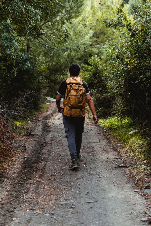 Free Back view of a man hiking on a forest path surrounded by lush greenery. Stock Photo