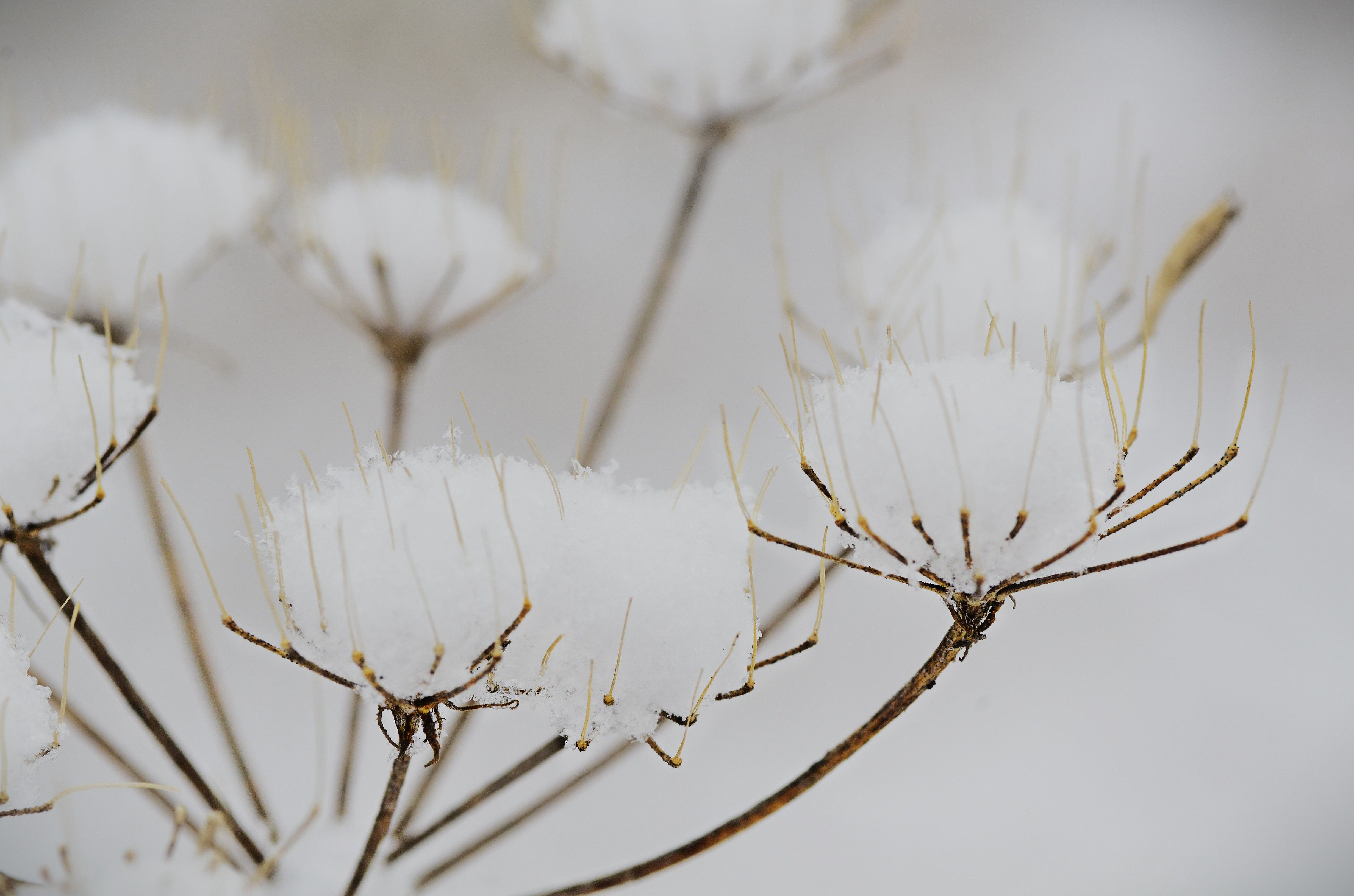 Plants and parts of plants (including seeds and fruits), of a kind used primarily in perfumery, in pharmacy or for insecticidal, fungicidal or similar purposes, fresh, chilled, frozen or dried, whether or not cut, crushed or powdered