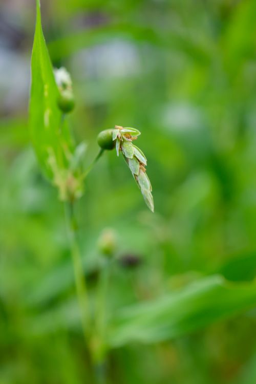 Free Detailed close-up shot of a plant with seed pods, highlighting its delicate features and natural setting. Stock Photo