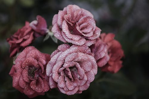 Gratis Fotografi Close Up Bunga Petaled Pink Foto Stok