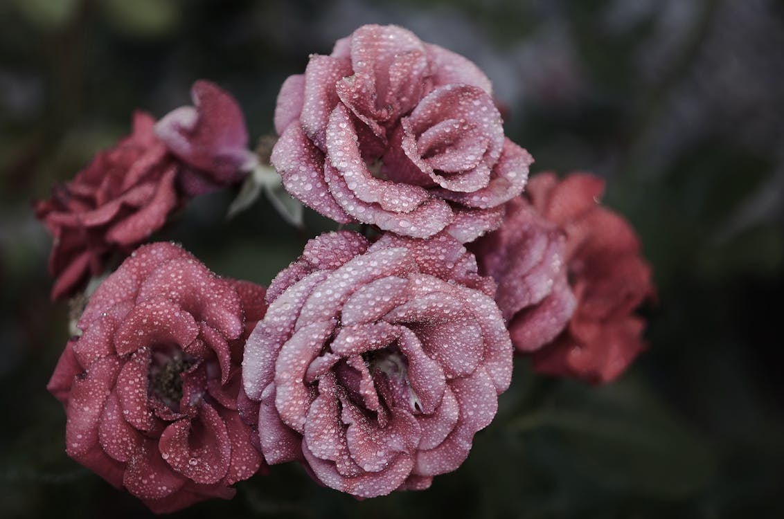 무료 핑크 꽃잎 꽃 가까이 사진 스톡 사진