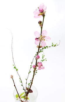 白色背景的花瓶中，粉色樱花枝优雅绽放