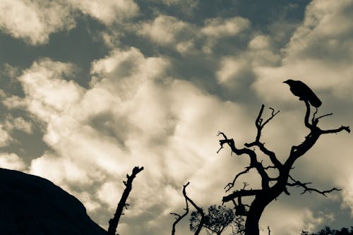 Free stock photo of arches national park, bird, blue skies