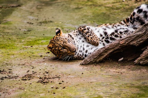 бесплатная Леопард, лежащий на земле Стоковое фото