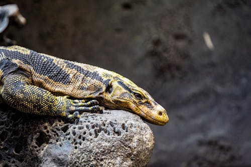 Scales of Green Reptile on the Ground · Free Stock Photo