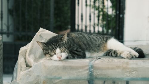 Free A peaceful stray cat resting comfortably on a covered outdoor surface. Stock Photo
