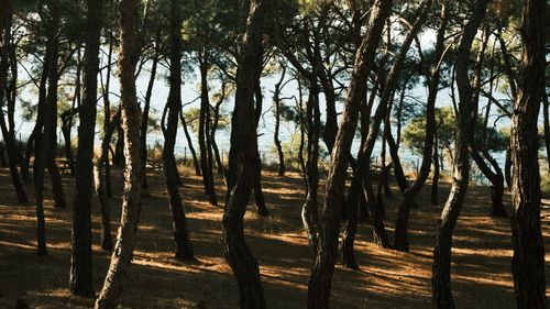 Free Serene forest scene with tall pine trees and a lake in the background. Stock Photo