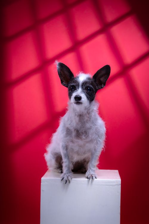 Free Adorable terrier mix dog sitting on a white block against a vibrant red background. Stock Photo