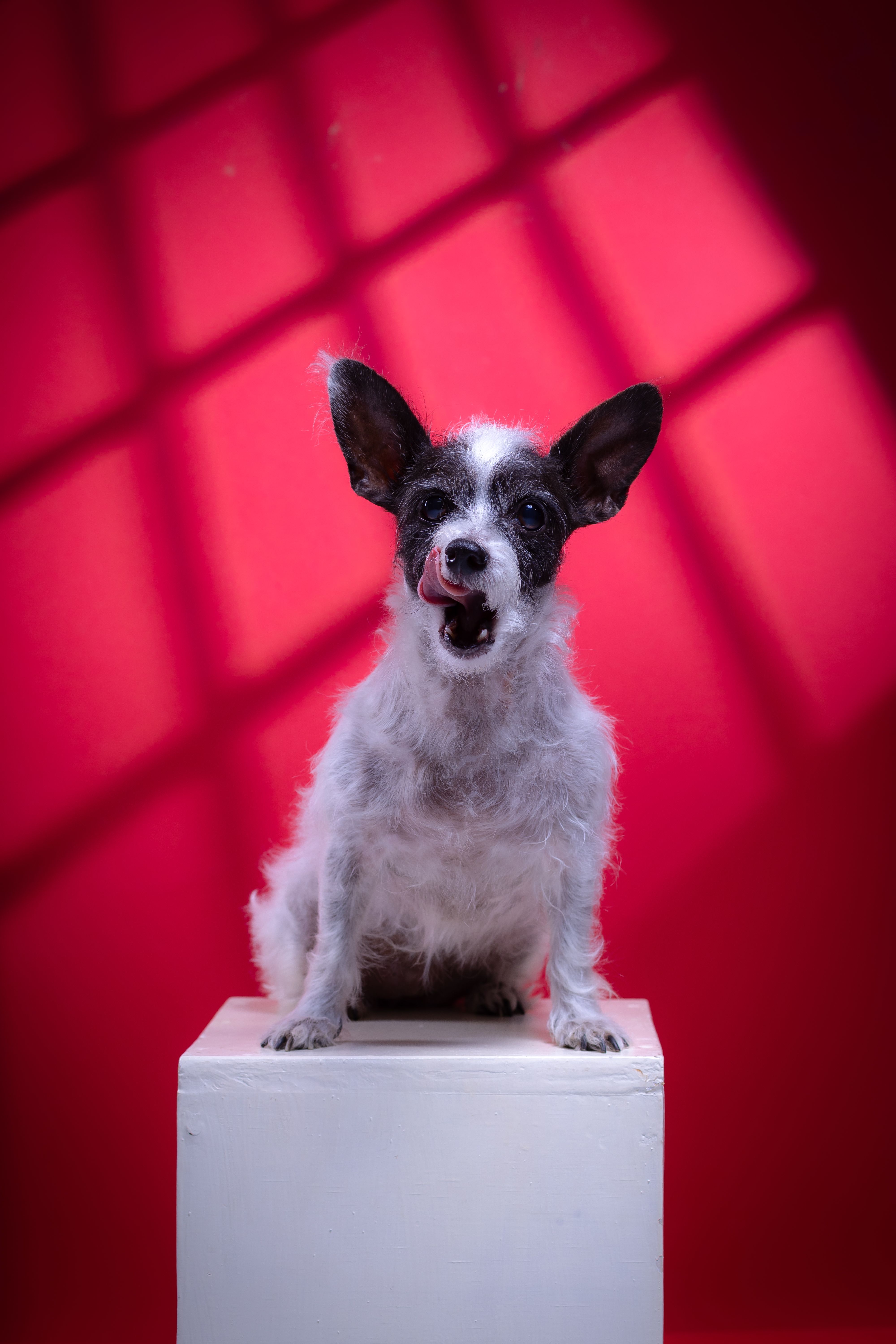 Cute terrier mix dog sitting on a box against a vibrant red background.