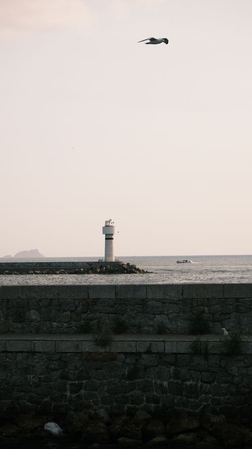 Free Tranquil lighthouse scene with a seagull flying above the calm ocean. Stock Photo