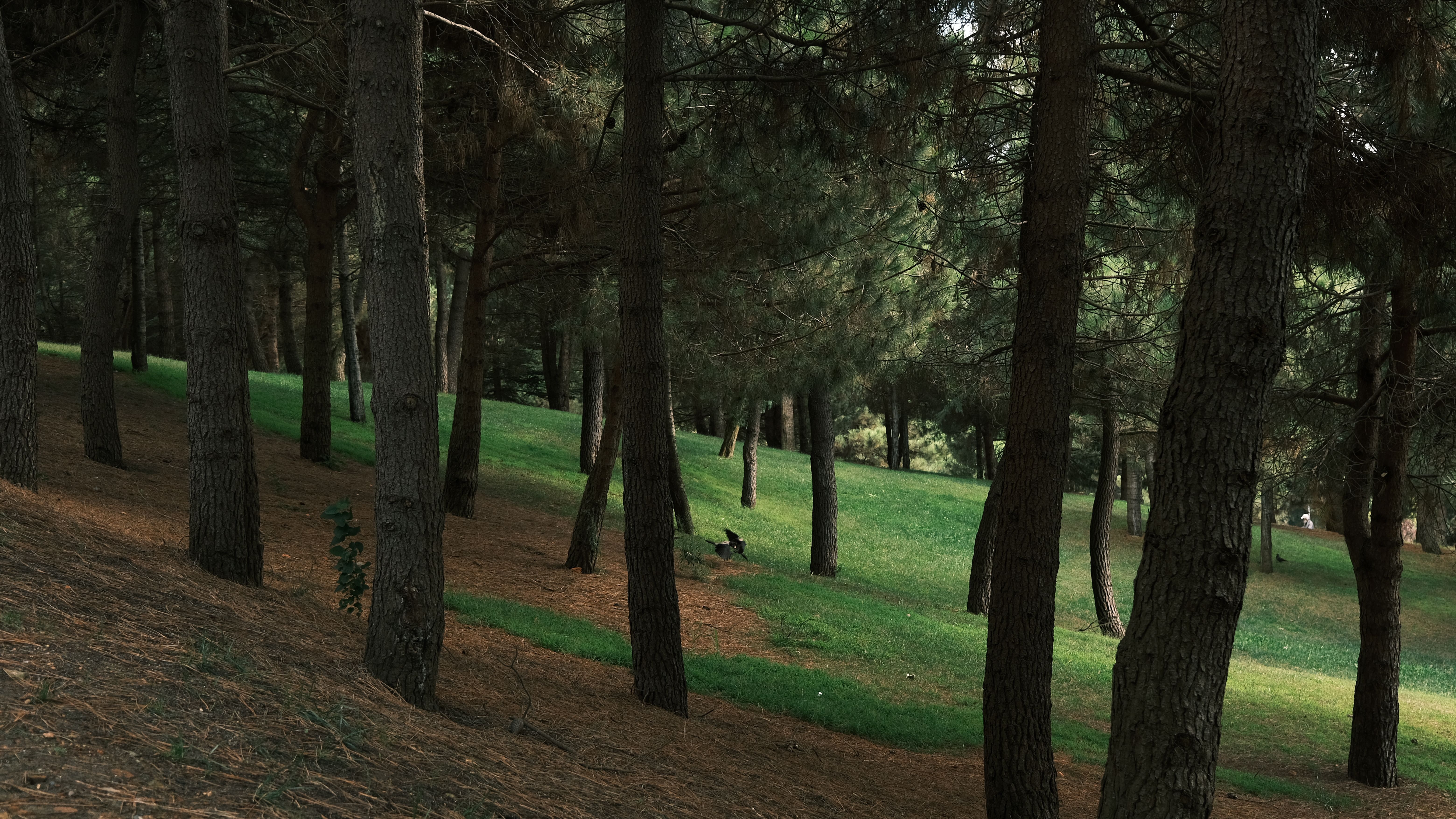 Box Hill Gardens