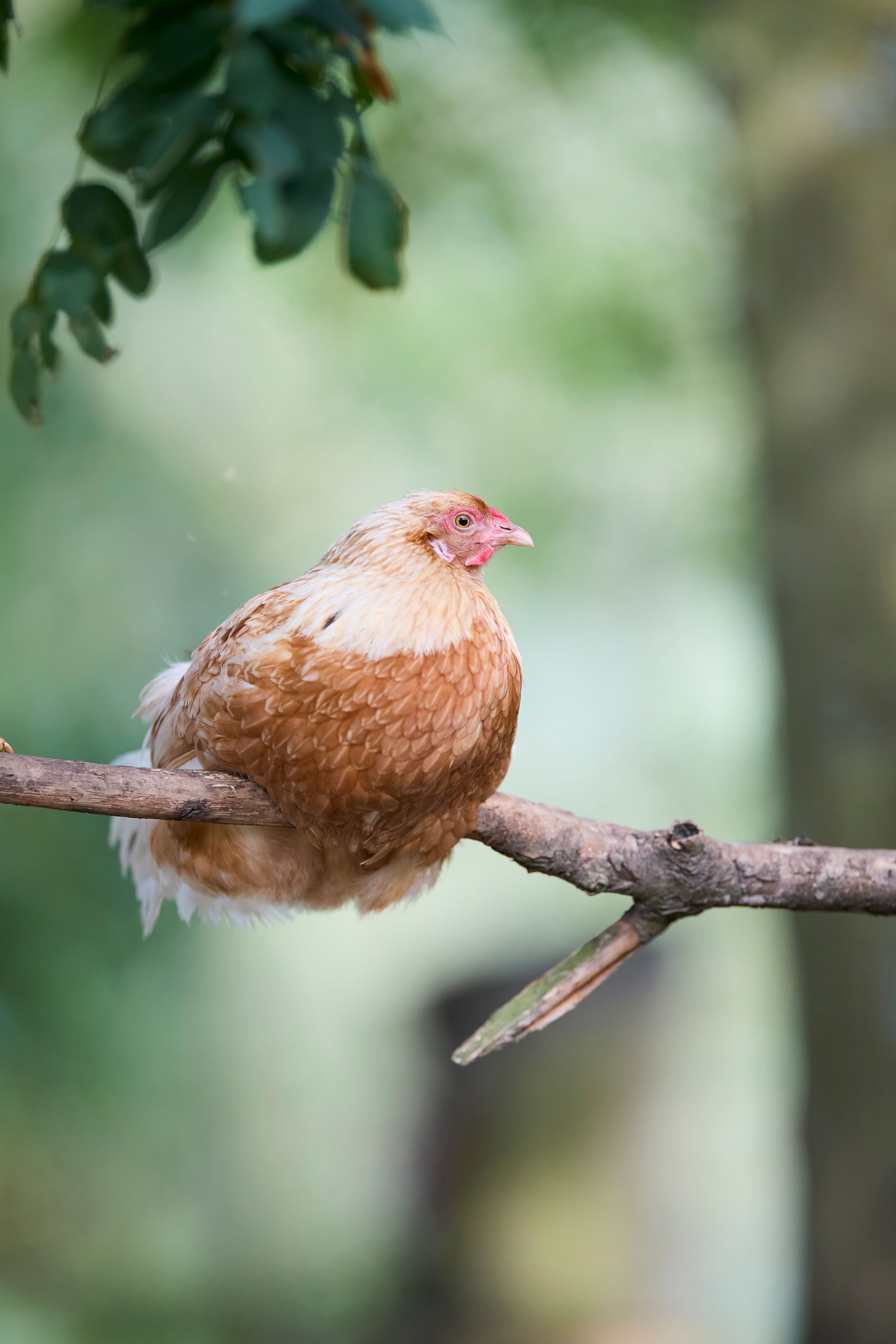 A calm brown hen with fluffy feathers perched on a tree branch in a serene outdoor setting.