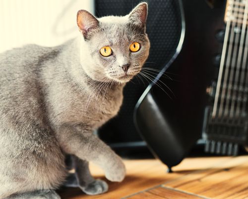 Free Gray British Shorthair cat with bright yellow eyes by an electric guitar indoors. Stock Photo