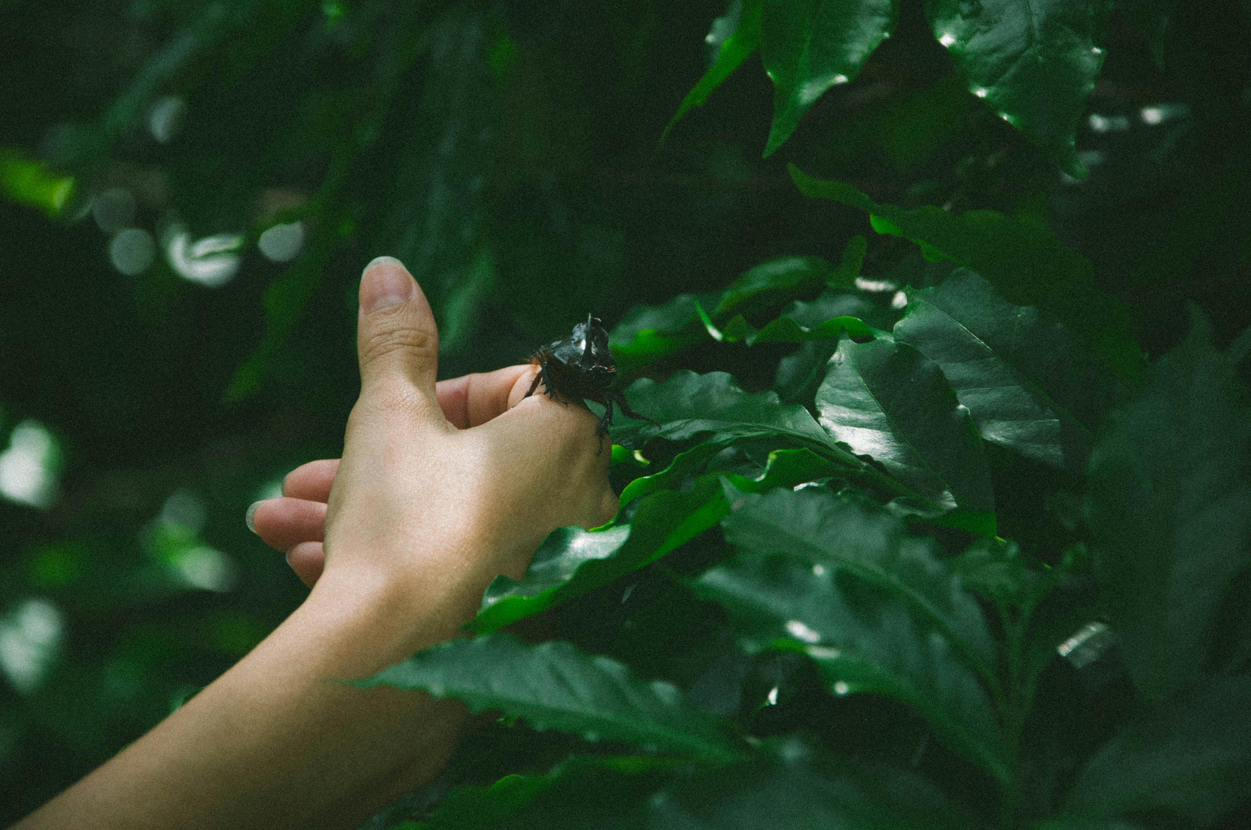 Free stock photo of hand, insects, mothernature