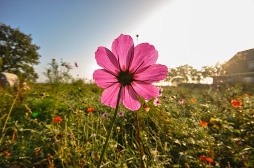 Close-up Photography of Pink Cosmos Flower Under Blue Sky