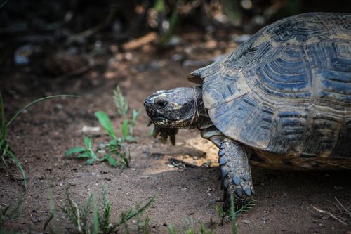 Free A turtle navigating through its earthy natural habitat, showcasing its intriguing shell texture. Stock Photo