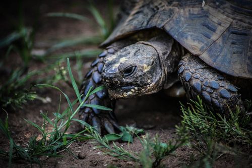 Free Detailed close-up image of a tortoise walking on soil surrounded by grass. Stock Photo