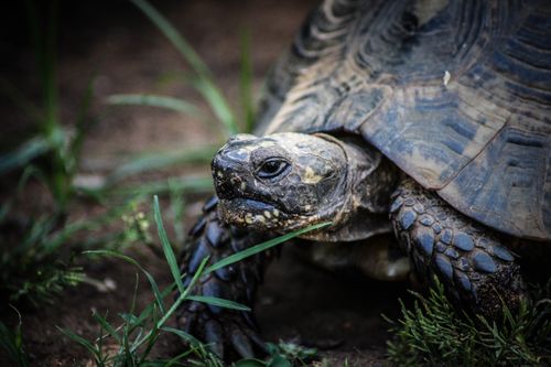 Free A detailed close-up of a turtle in its natural habitat, showcasing intricate shell texture. Stock Photo