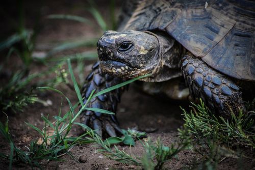 Free Detailed image of a tortoise exploring its natural environment, highlighting its textures. Stock Photo