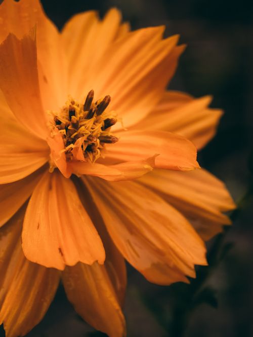 Free Detailed macro shot of a vibrant orange Cosmo flower in bloom, showcasing its intricate petals. Stock Photo