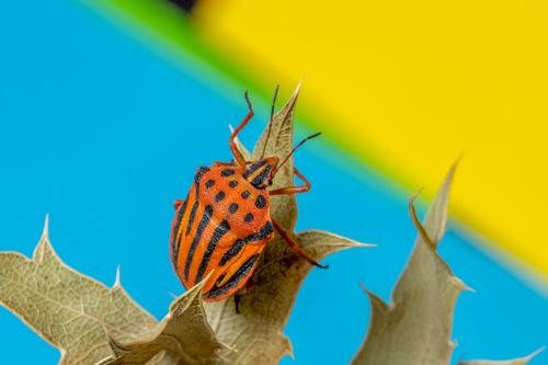 Free Close-up of a red and black striped shield bug resting on a spiky leaf against a vibrant background. Stock Photo