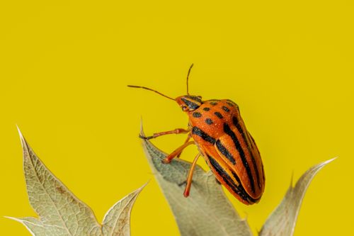 Free Macro shot of a brightly colored stink bug perched on a thistle, set against a vivid yellow backdrop. Stock Photo