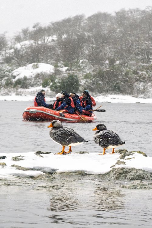 Free Kayakers paddle across snowy waters near Ushuaia, Argentina, with Crested Ducks nearby. Stock Photo