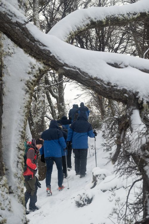 Free Group of hikers trekking through snow-covered forest in Ushuaia, Argentina. Stock Photo