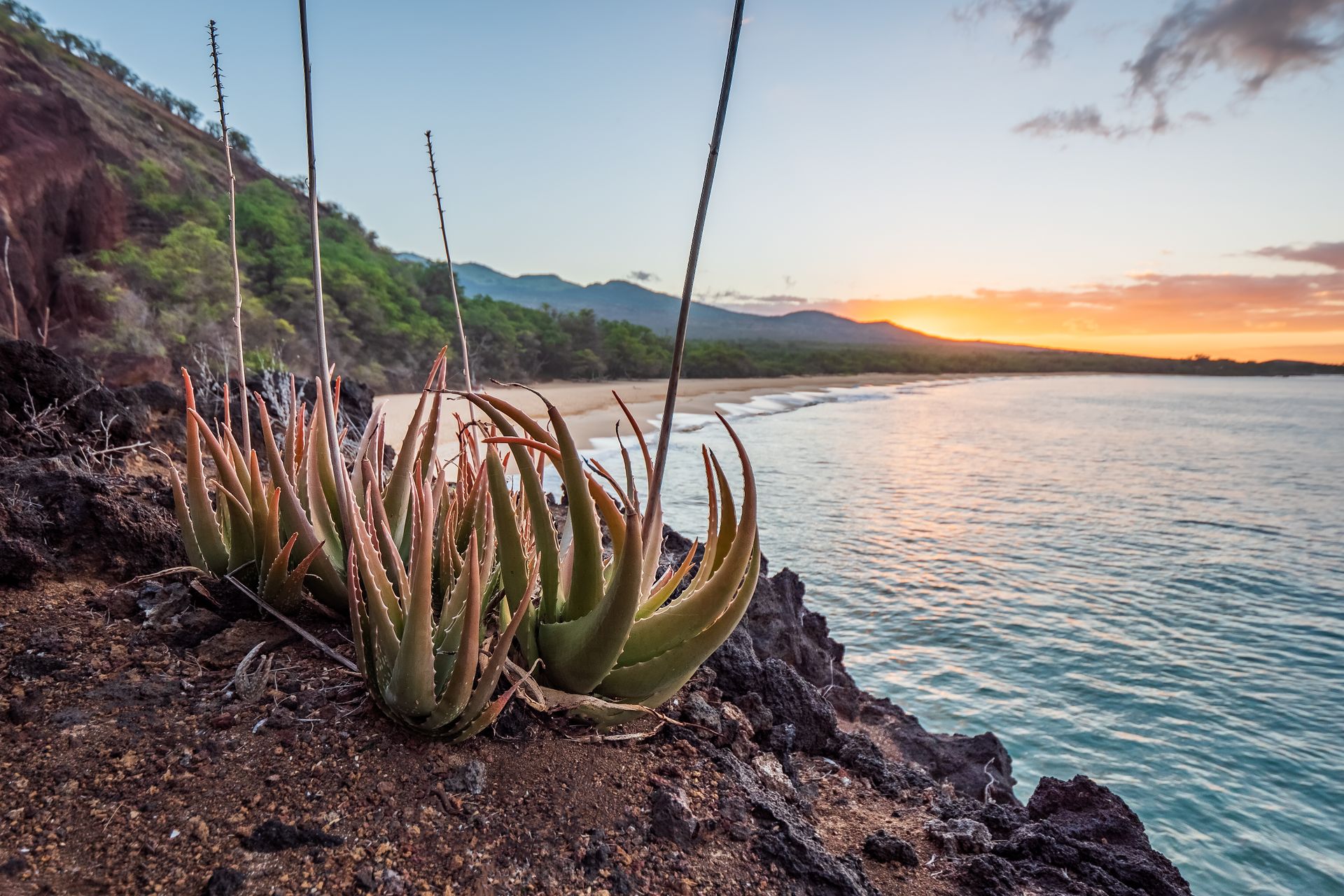 Agave plants on a Hawaiian cliffside during a stunning Maui sunset, near Kihei coastline.