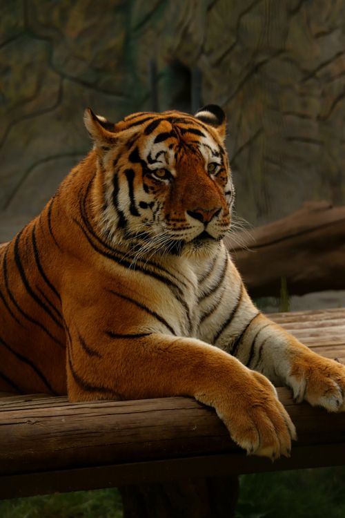Free A stunning portrait of a Bengal tiger (Panthera tigris tigris) lounging on a wooden platform. Stock Photo