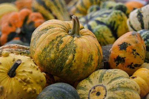 Free A colorful collection of various pumpkins and squashes showcasing autumn harvest abundance. Stock Photo