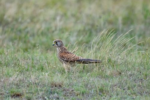 Free A common kestrel (Falco tinnunculus) foraging in a grassy field in Ludvika, Sweden. Stock Photo