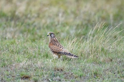 Free A European kestrel (Falco tinnunculus) perched in a grassy field in Ludvika, Sweden. Stock Photo