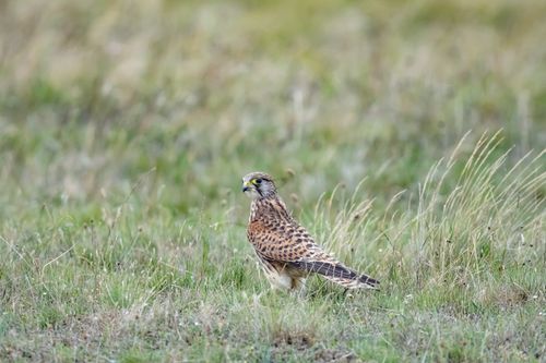 Free Close-up of a European Kestrel hunting in Ludvika, Sweden. Stock Photo