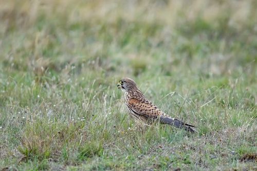 Free A common kestrel (Falco tinnunculus) perched in a grassy field in Ludvika, Sweden Stock Photo