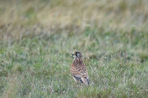 Free A European Kestrel perched in a meadow in Ludvika, Sweden, showcasing its natural habitat. Stock Photo