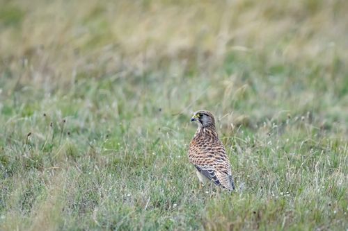 Free A kestrel standing amidst grassy Ludvika fields, showcasing its natural beauty. Stock Photo