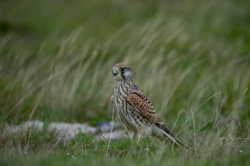 Free A majestic kestrel perched in a green field, Ludvika, Sweden. Stock Photo
