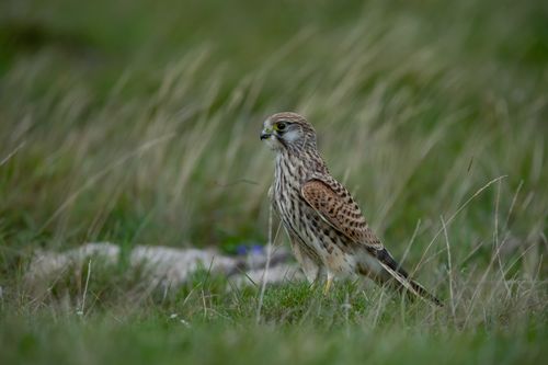 Free A close-up shot of a common kestrel (Falco tinnunculus) perched in the fields of Ludvika, Sweden. Stock Photo