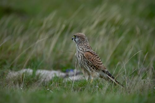 Free Detailed view of a Common Kestrel perched in grassy terrain in Ludvika, Sweden. Stock Photo