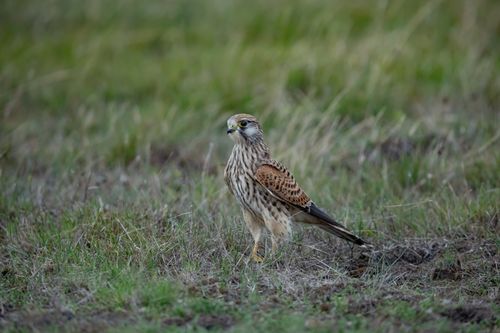 Free Eurasian kestrel perched in a grassy meadow in Ludvika, Sweden. Stock Photo