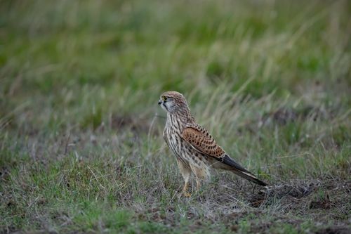 Free Wild kestrel perched in Dalarnas grassy fields, showcasing nature's beauty. Stock Photo